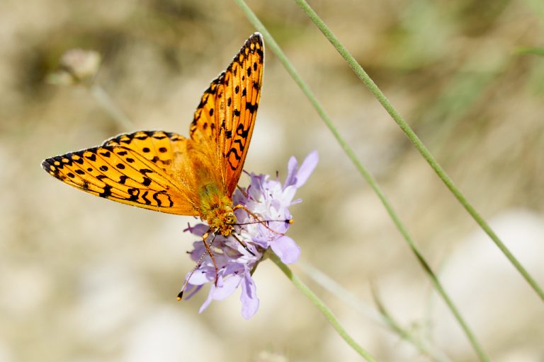 Argynnis paphia - Nacarada