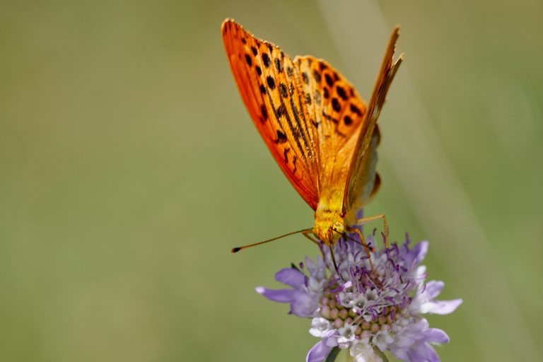 Argynnis paphia - Nacarada