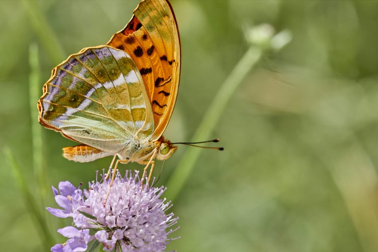 Argynnis paphia - Nacarada