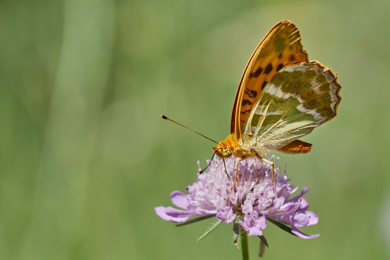 Argynnis paphia - Nacarada