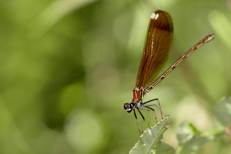 Calopteryx haemorrhoidalis - Libélula negra