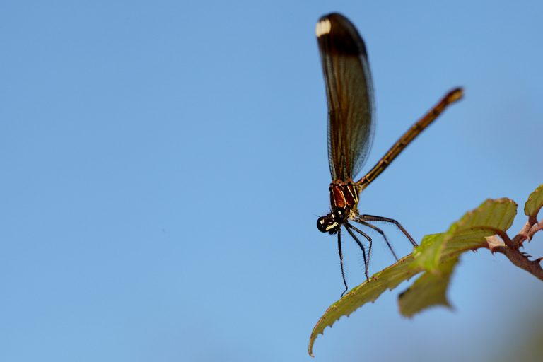 Calopteryx haemorrhoidalis - Libélula negra