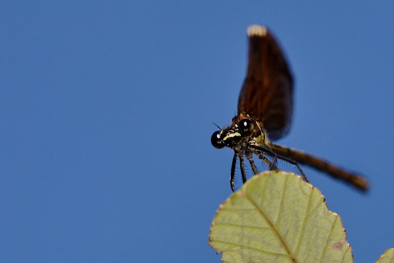 Calopteryx haemorrhoidalis - Libélula negra