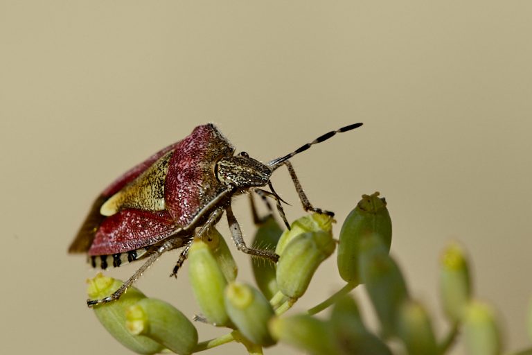 Dolycoris baccarum - Chinche de las fresas