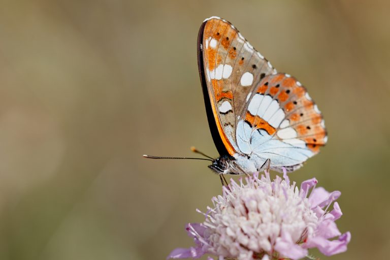 Limenitis reducta - Ninfa de los arroyos