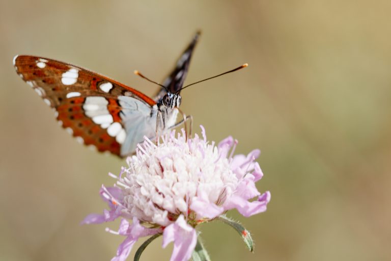 Limenitis reducta - Ninfa de los arroyos