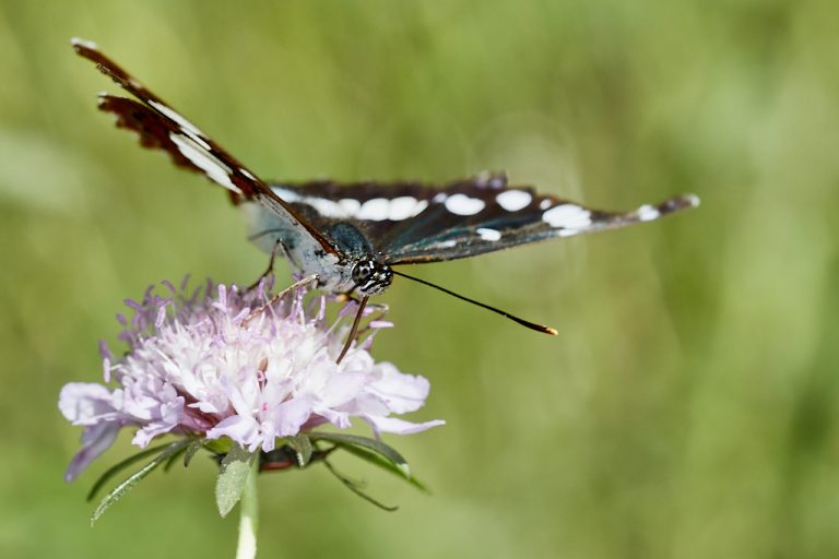 Limenitis reducta - Ninfa de los arroyos