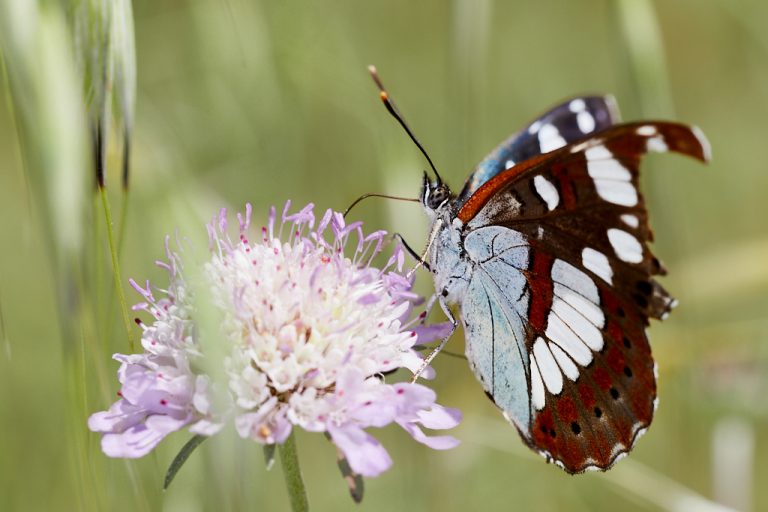 Limenitis reducta - Ninfa de los arroyos