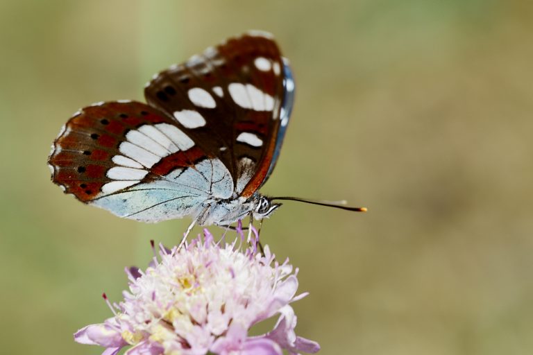 Limenitis reducta - Ninfa de los arroyos