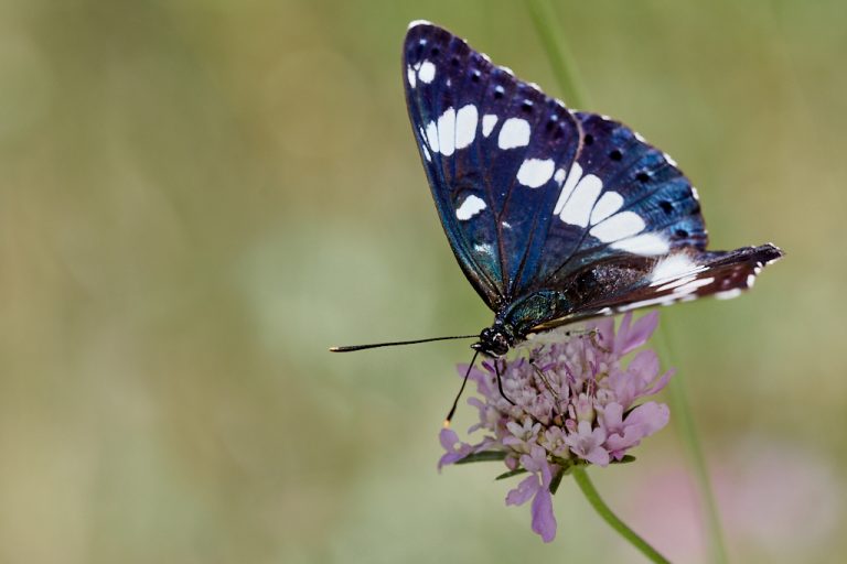 Limenitis reducta - Ninfa de los arroyos