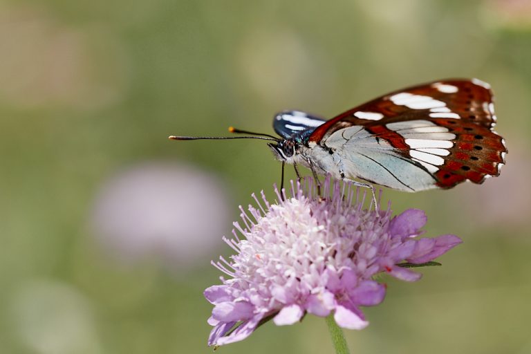 Limenitis reducta - Ninfa de los arroyos