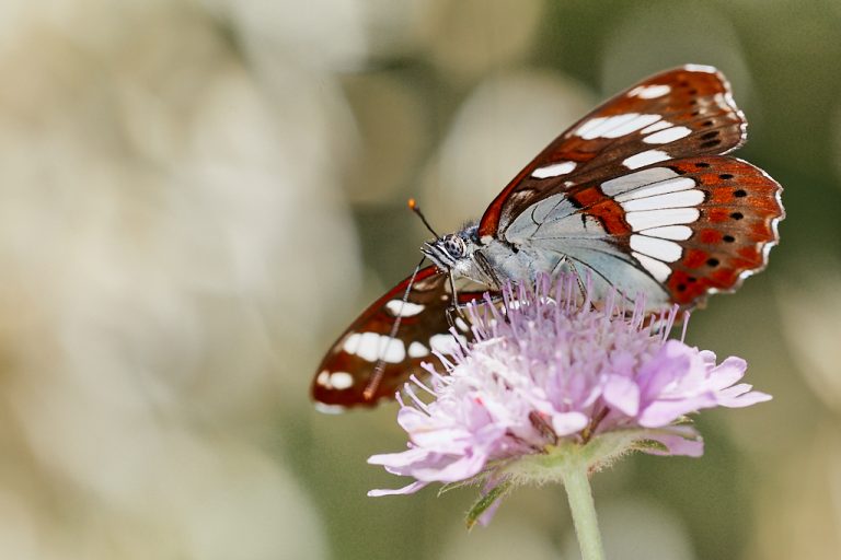 Limenitis reducta - Ninfa de los arroyos