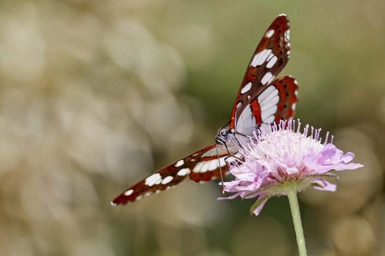 Limenitis reducta - Ninfa de los arroyos