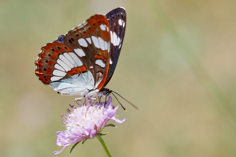 Limenitis reducta - Ninfa de los arroyos