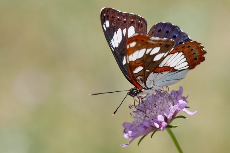 Limenitis reducta - Ninfa de los arroyos