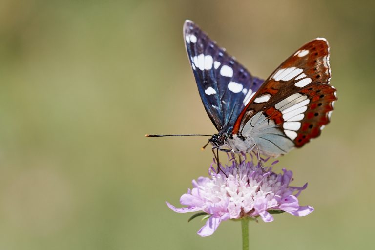 Limenitis reducta - Ninfa de los arroyos