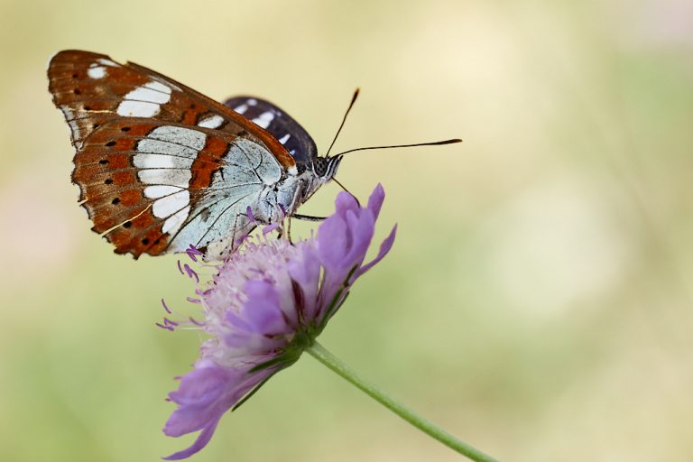 Limenitis reducta - Ninfa de los arroyos