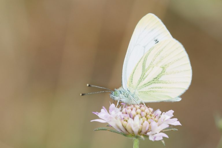 Pieris napi - Blanca verdinervada