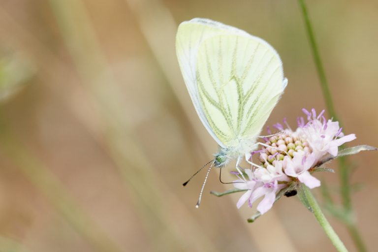 Pieris napi - Blanca verdinervada