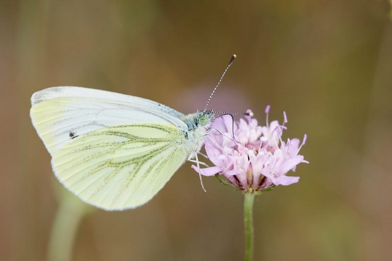 Pieris napi - Blanca verdinervada