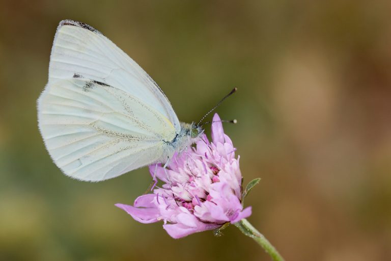 Pieris napi - Blanca verdinervada