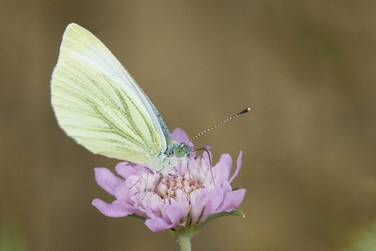 Pieris napi - Blanca verdinervada