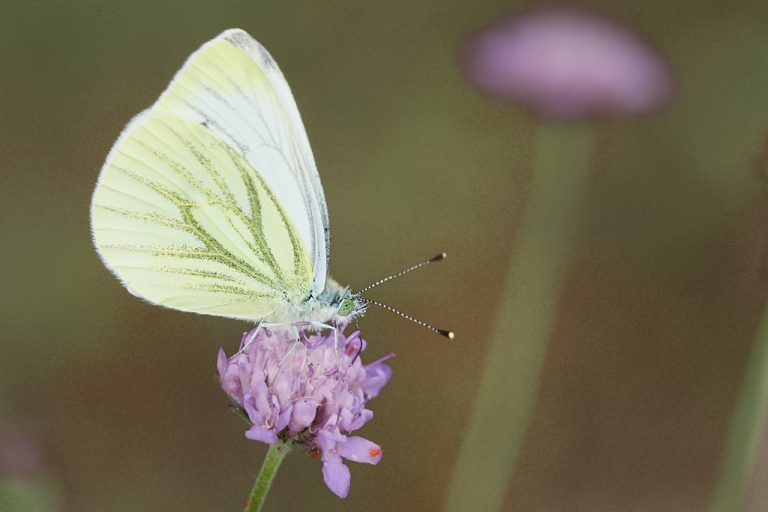 Pieris napi - Blanca verdinervada