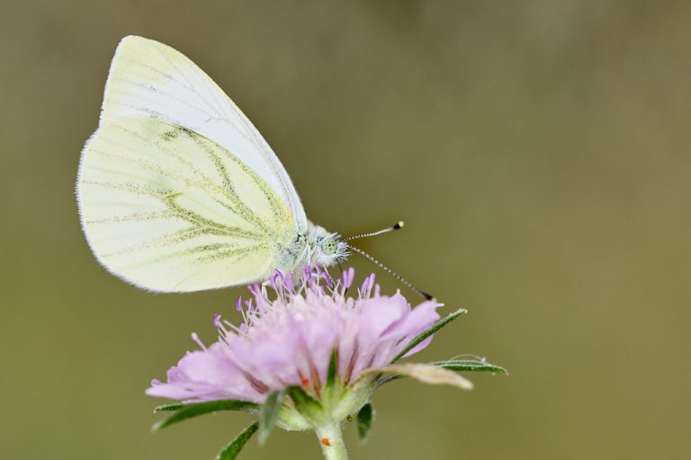 Pieris napi - Blanca verdinervada