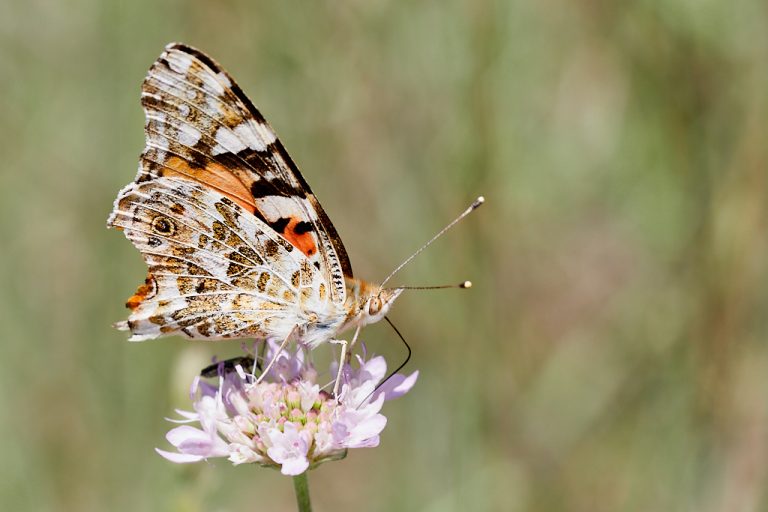 Vanessa cardui - Vanesa de los cardos