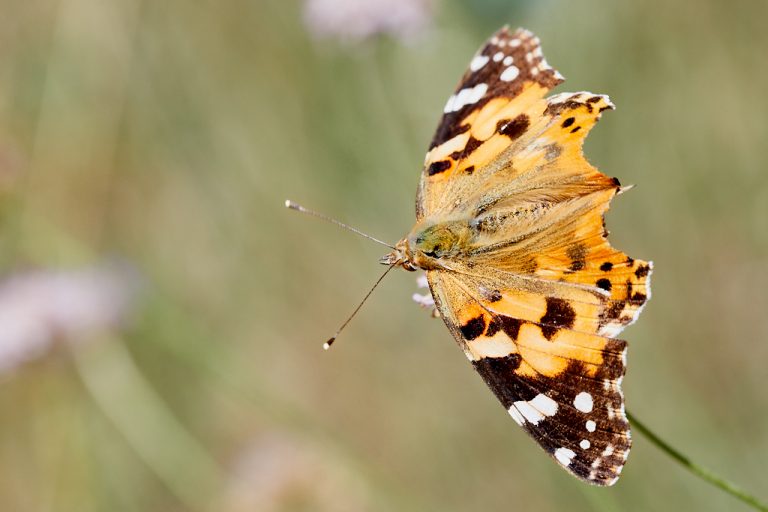 Vanessa cardui - Vanesa de los cardos