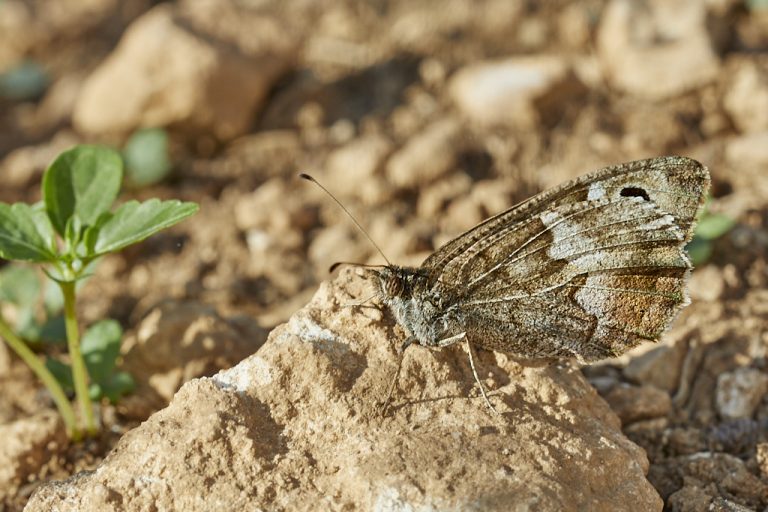 Hipparchia statilinus - Sátiro moreno