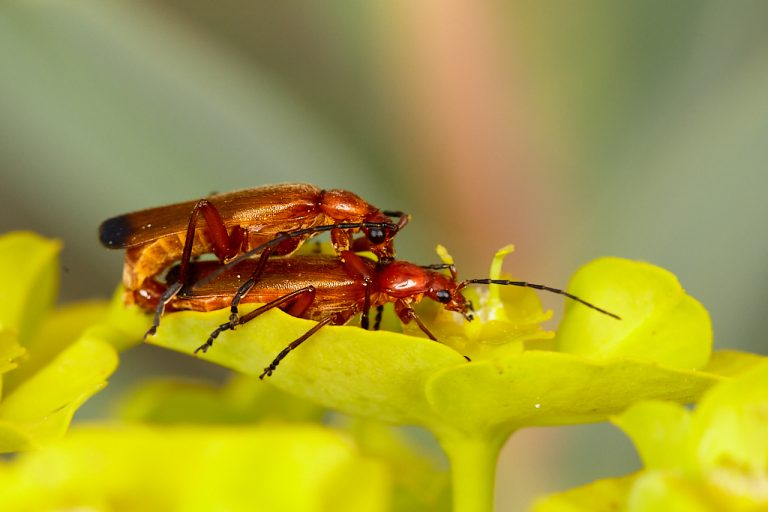 Rhagonycha fulva - Coracero rojo