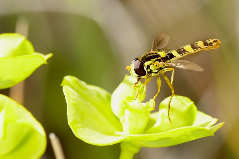 Sphaerophoria scripta - Mosca plumón