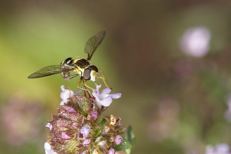 Sphaerophoria scripta - Mosca plumón