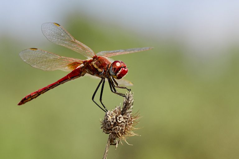 Sympetrum fonscolombii - Libélula de venas rojas