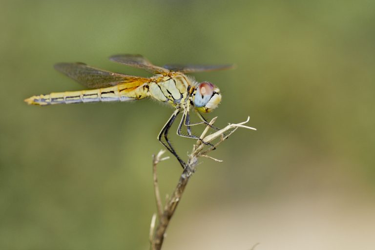 Sympetrum fonscolombii - Libélula de venas rojas