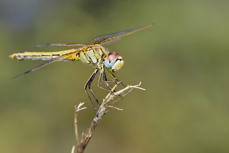 Sympetrum fonscolombii - Libélula de venas rojas