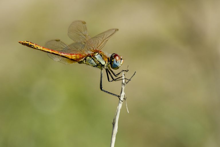 Sympetrum fonscolombii - Libélula de venas rojas