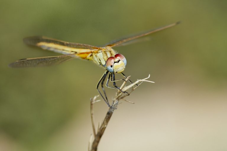 Sympetrum fonscolombii - Libélula de venas rojas