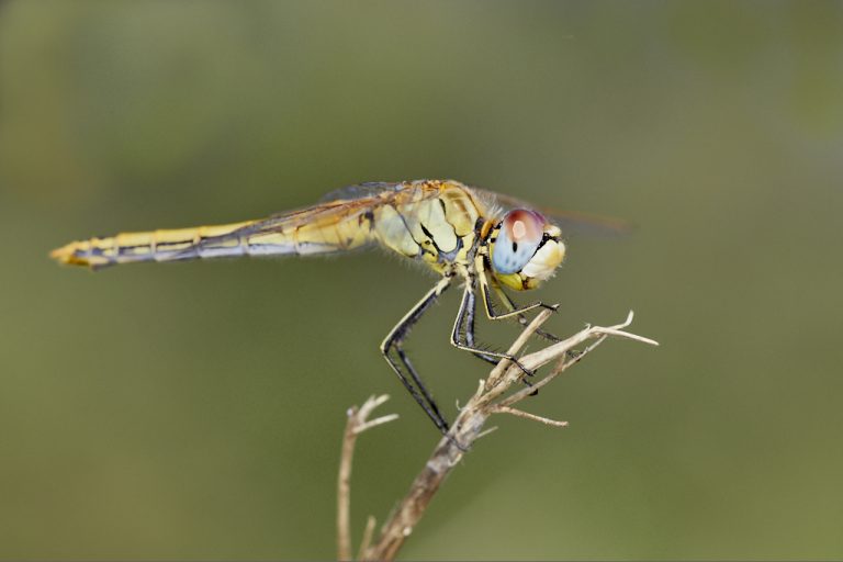 Sympetrum fonscolombii - Libélula de venas rojas