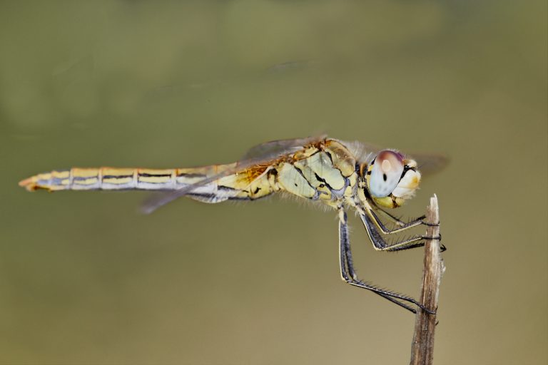 Sympetrum fonscolombii - Libélula de venas rojas