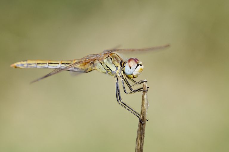 Sympetrum fonscolombii - Libélula de venas rojas