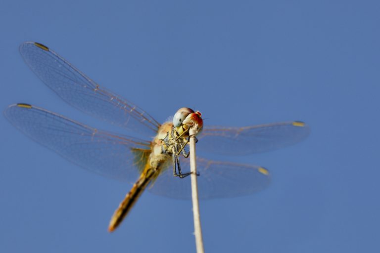 Sympetrum fonscolombii - Libélula de venas rojas