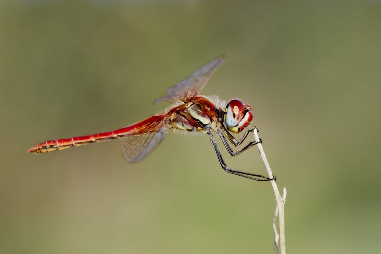 Sympetrum fonscolombii - Libélula de venas rojas