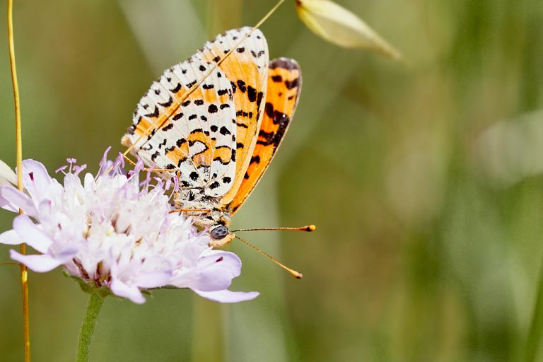 Melitaea didyma - Doncella timida