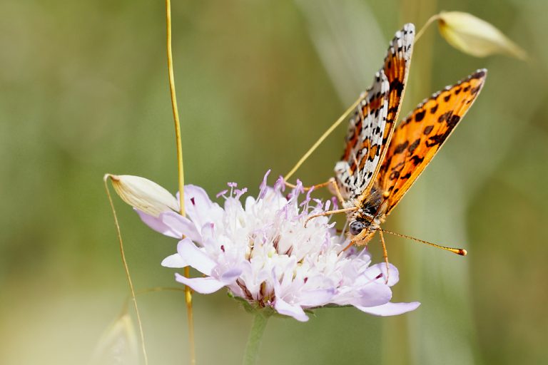 Melitaea didyma - Doncella timida