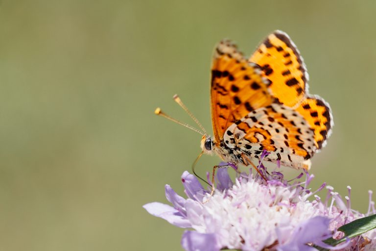 Melitaea didyma - Doncella timida