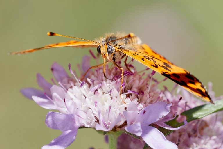 Melitaea didyma - Doncella timida