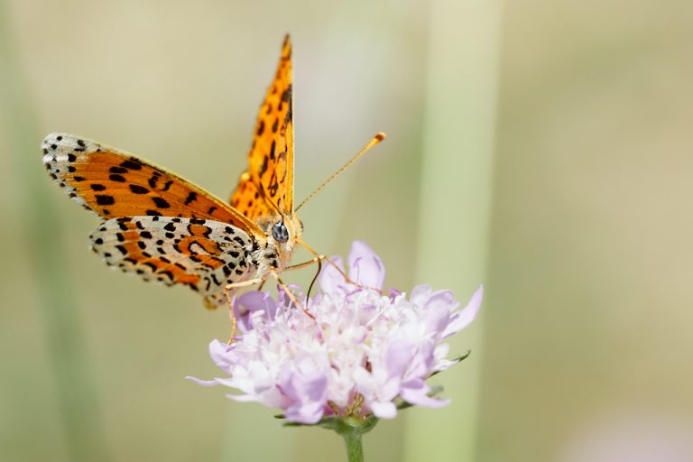 Melitaea didyma - Doncella timida