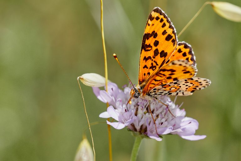 Melitaea didyma - Doncella timida